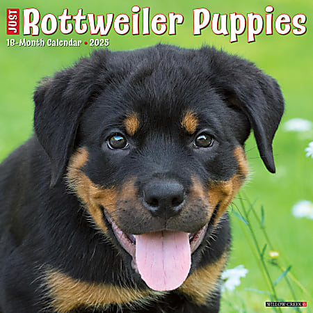 2025 Willow Creek Press Wall Calendar, 12” x 12”, Rottweiler Puppies, January 2025 To December 2025, 44681
