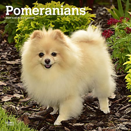 2024 BrownTrout Monthly Square Wall Calendar, 12" x 12", Pomeranians, January to December