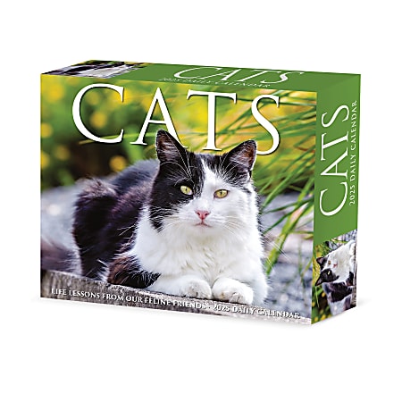 2025 Willow Creek Press Daily Desk Box Calendar, Animals, 5-1/2” x 6-1/4", Cats and Kittens, January To December, 40720