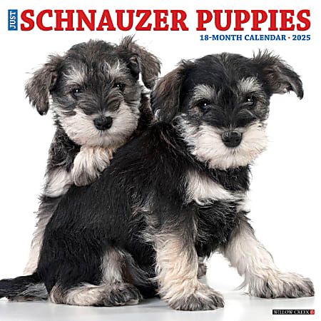 2025 Willow Creek Press Wall Calendar, 12” x 12”, Schnauzer Puppies, January 2025 To December 2025, 44759