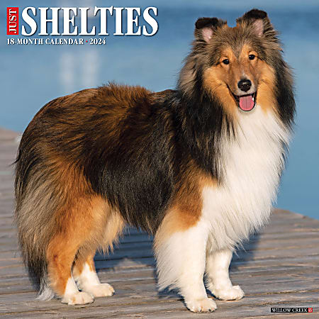 2024 Willow Creek Press Animals Monthly Wall Calendar, 12" x 12", Just Shelties, January To December