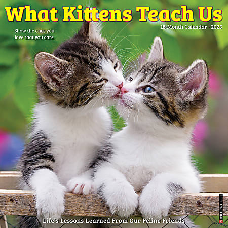 2025 Willow Creek Press Wall Calendar, 12” x 12”, What Kittens Teach Us, January 2025 To December 2025, 45398