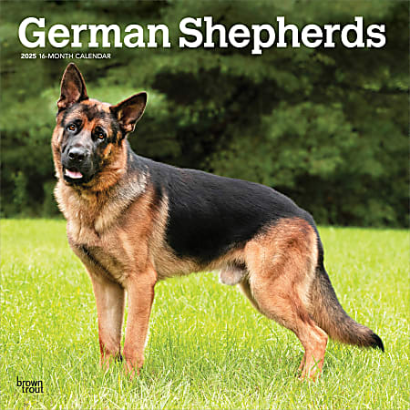 2025 BrownTrout German Shepherds Monthly Plastic-Free Square Wall Calendar, 12" x 12", Dog Breeds, January to December 2025, 9781975477011