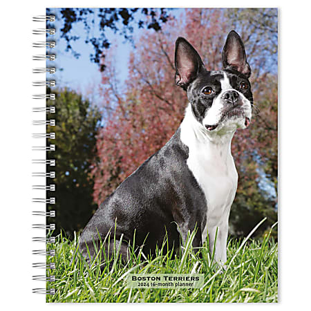 2023-2024 BrownTrout 16-Month Weekly/Monthly Engagement Planner, 7-3/4" x 7-3/16", Boston Terriers, September To December