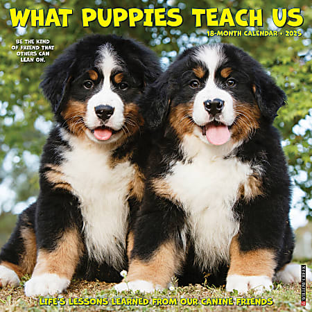 2025 Willow Creek Press Wall Calendar, 12” x 12”, What Puppies Teach Us, January 2025 To December 2025, 45411