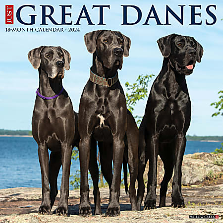 2024 Willow Creek Press Animals Monthly Wall Calendar, 12" x 12", Just Great Danes, January To December