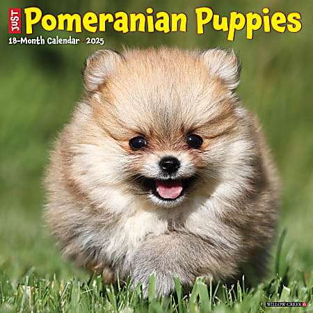 2025 Willow Creek Press Wall Calendar, 12” x 12”, Pomeranian Puppies, January 2025 To December 2025, 44490