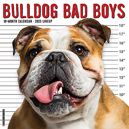2025 Willow Creek Press Wall Calendar, 12” x 12”, Bulldog Bad Boys, January 2025 To December 2025, 42014