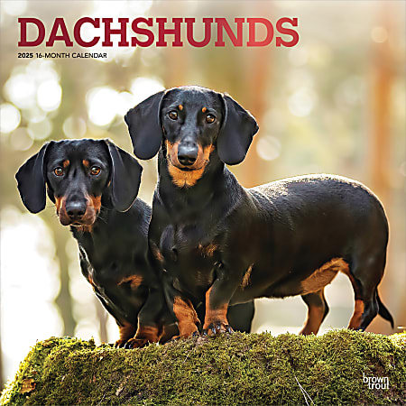 2025 BrownTrout Dachshunds Monthly Plastic-Free Square Wall Calendar, 12" x 12", Dog Breeds, January to December 2025, 9781975476915