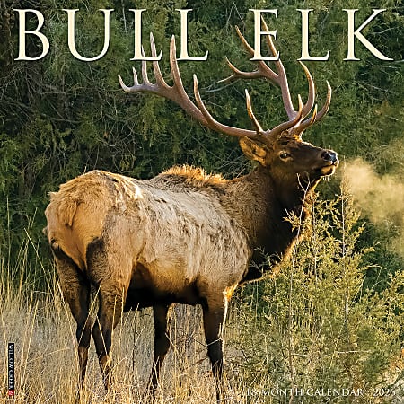 2026 Willow Creek Press Animals Monthly Wall Calendar, 12" x 12", Bull Elk, January To December, 50408