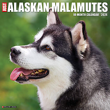 2024 Willow Creek Press Animals Monthly Wall Calendar, 12" x 12", Just Alaskan Malamutes, January To December