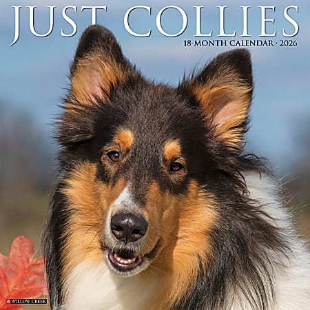 2026 Willow Creek Press Animals Monthly Wall Calendar, 12" x 12", Collies, January To December, 50804