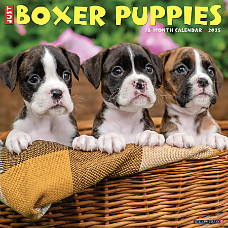 2025 Willow Creek Press Wall Calendar, 12” x 12”, Boxer Puppies, January 2025 To December 2025, 41932