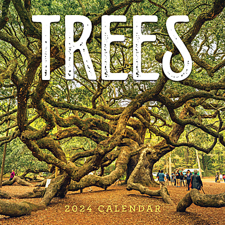 2024 TF Publishing Scenic Wall Calendar, 12" x 12", Trees, January To December