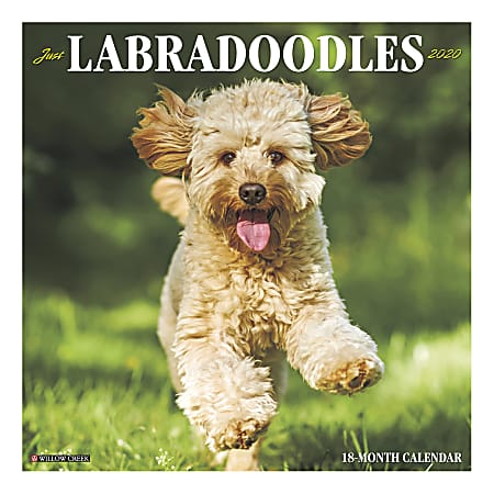 Willow Creek Press Animals Monthly Wall Calendar, 12" x 12", Labradoodles, January To December 2020