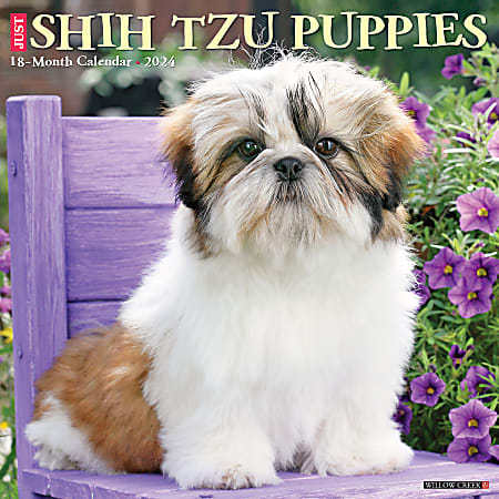 2024 Willow Creek Press Animals Monthly Wall Calendar, 12" x 12", Just Shih Tzu Puppies, January To December