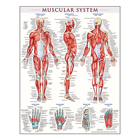 QuickStudy Human Anatomical Poster, English, Muscular System,