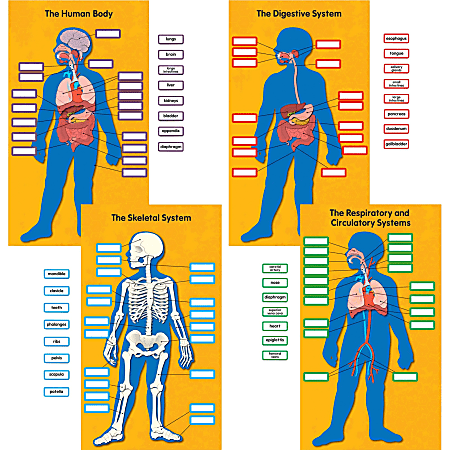 Carson Dellosa Human Body Bulletin Board Set - Office Depot