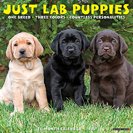 2024 Willow Creek Press Animals Monthly Wall Calendar, 12" x 12", Just Lab Puppies, January To December