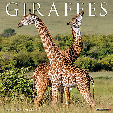 2026 Willow Creek Press Animals Monthly Wall Calendar, 12" x 12", Giraffes, January To December, 51276