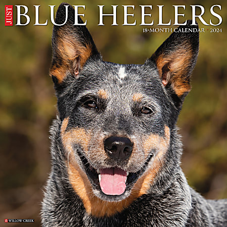 2024 Willow Creek Press Animals Monthly Wall Calendar, 12" x 12", Just Blue Heelers, January To December