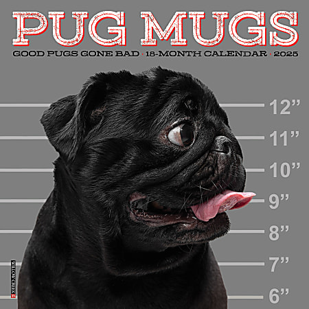 2025 Willow Creek Press Mini Wall Calendar, 7” x 7”, Pug Mugs, January 2025 To December 2025, 45923