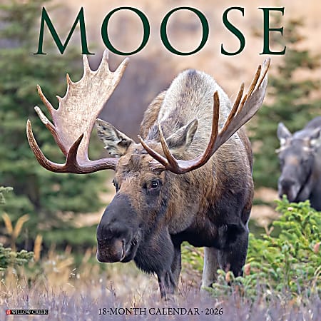 2026 Willow Creek Press Animals Monthly Wall Calendar, 12" x 12", Moose, January To December, 52020