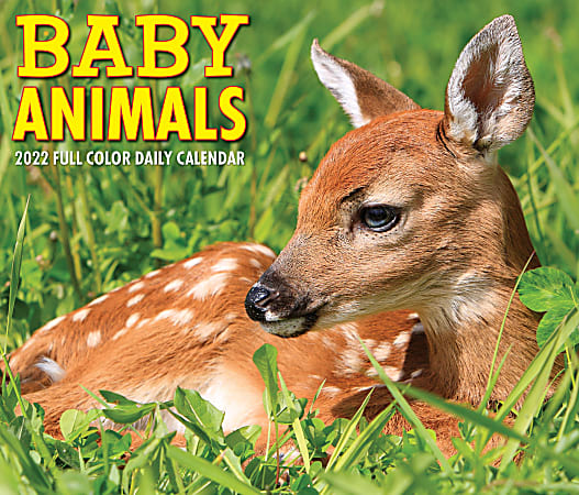 Willow Creek Press Page-A-Day Daily Desk Calendar, 5-1/2" x 6-1/4", Baby Animals, January To December 2022