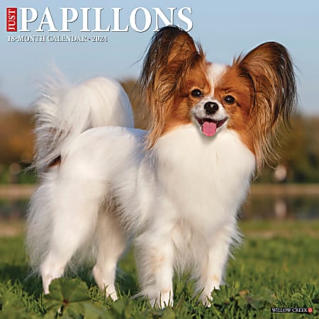 2024 Willow Creek Press Animals Monthly Wall Calendar, 12" x 12", Just Papillons, January To December