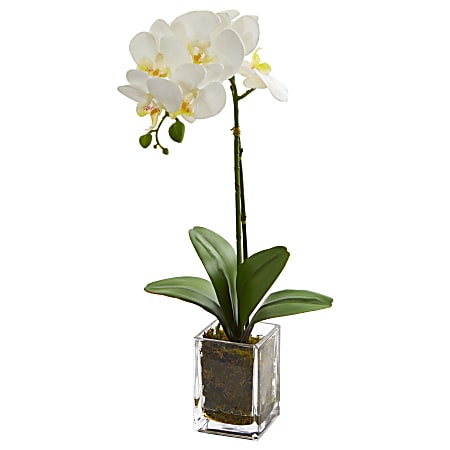 Nearly Natural Orchid Phalaenopsis 24”H Artificial Floral Arrangement With Vase, 24”H x 3-1/2”W x 3-1/2”D, Cream