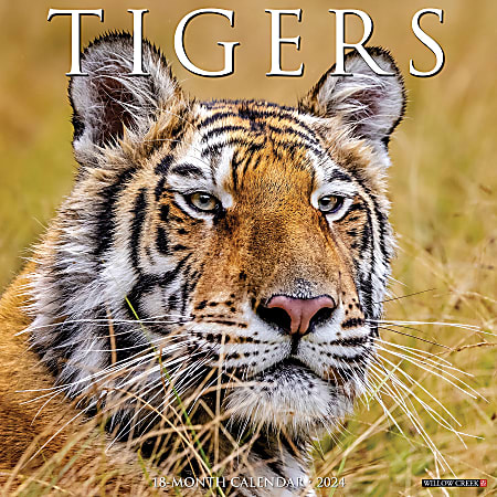 2024 Willow Creek Press Animals Monthly Wall Calendar, 12" x 12", Tigers, January To December