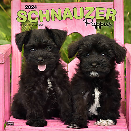 2024 BrownTrout Monthly Square Wall Calendar, 12" x 12", Schnauzer Puppies, January to December