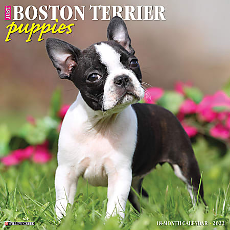 Willow Creek Press Animals Monthly Wall Calendar, 12" x 12", Just Boston Terrier Puppies, January to December 2022, 17074