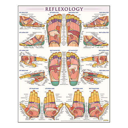 QuickStudy Human Anatomical Poster, English, Reflexology,