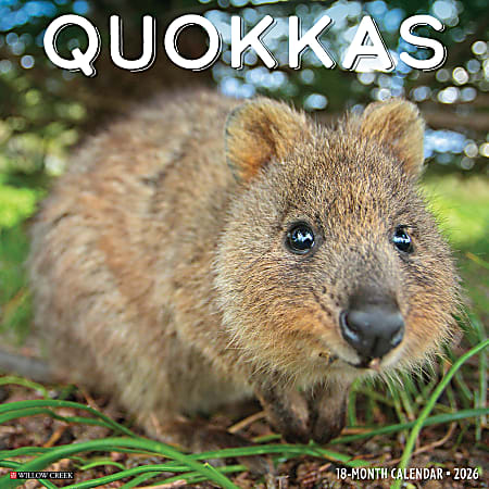 2026 Willow Creek Press Animals Monthly Wall Calendar, 12" x 12", Quokkas, January To December, 52532