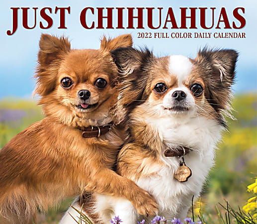 Willow Creek Press Page-A-Day Daily Desk Calendar, 5-1/2" x 6-1/4", Chihuahuas, January To December 2022