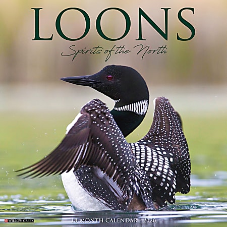 2026 Willow Creek Press Animals Monthly Wall Calendar, 12" x 12", Loons, January To December, 51832