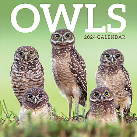 2024 TF Publishing Animal Wall Calendar, 12" x 12", Owls, January To December