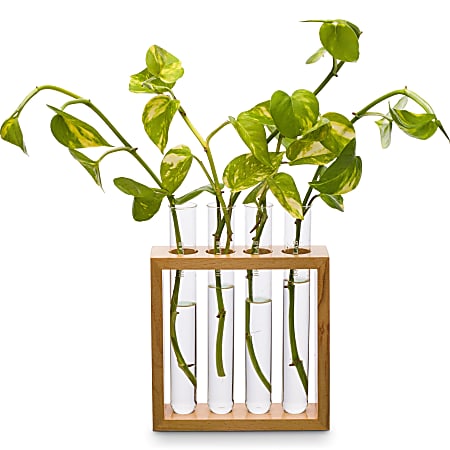 Supertek Square Plant Holder, Clear/Brown