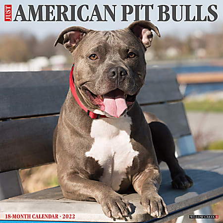 Willow Creek Press Animals Monthly Wall Calendar, 12" x 12", Just American Pit Bulls, January to December 2022, 16596