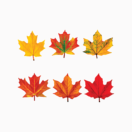 Trend® Classic Accents® Variety Pack, Maple Leaves, Pack Of 36