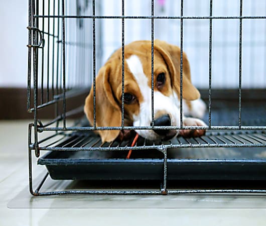 Floortex® P-Tex Polycarbonate Dog Crate Floor Protector, 35" x 47", Clear