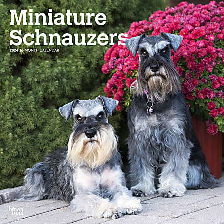2024 BrownTrout Monthly Square Wall Calendar, 12" x 12", Miniature Schnauzers, January to December