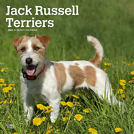 2024 BrownTrout Monthly Square Wall Calendar, 12" x 12", Jack Russell Terriers, January to December