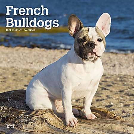 2024 BrownTrout Monthly Square Wall Calendar, 12" x 12", French Bulldogs, January to December