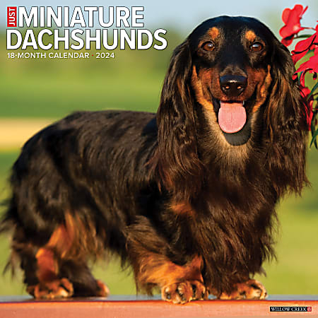 2024 Willow Creek Press Animals Monthly Wall Calendar, 12" x 12", Just Miniature Dachshunds, January To December