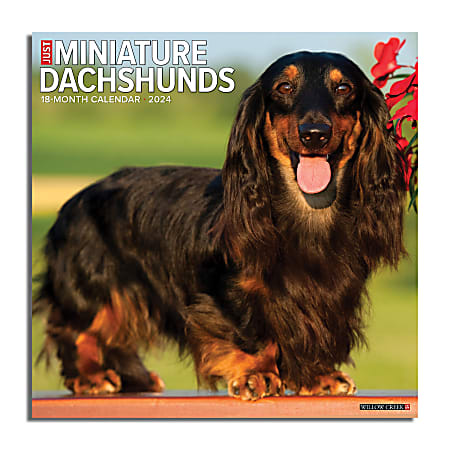 2024 Willow Creek Press Animals Monthly Wall Calendar, 12" x 12", Just Miniature Dachshunds, January To December