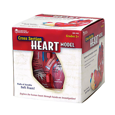 Learning Resources® Human Heart Cross Section Model, 5 1/2" x 6", Grades 6 - 12