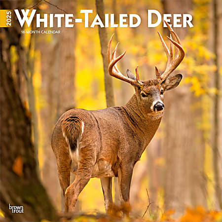 2025 BrownTrout White Tailed Deer Monthly Plastic-Free Square Wall Calendar, 12" x 12", Wildlife, January to December 2025, 9781975477998