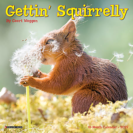 Willow Creek Press Monthly Mini Wall Calendar, 7" x 7", Getting Squirrely, January To December 2022